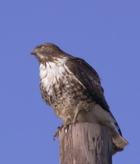 Red-tailed Hawk, immature