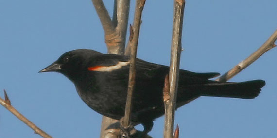 Tricolored Blackbird