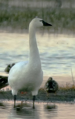 Tundra Swan