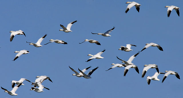 Snow Geese