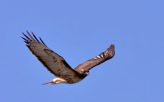 Red-tailed Hawk, adult