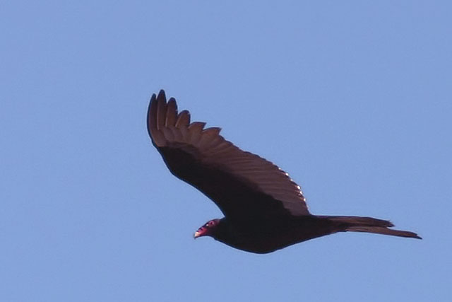 Turkey Vulture