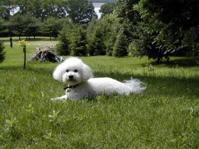 u39/thatfarmgirl/medium/35056391.Henry5Germantown.jpg