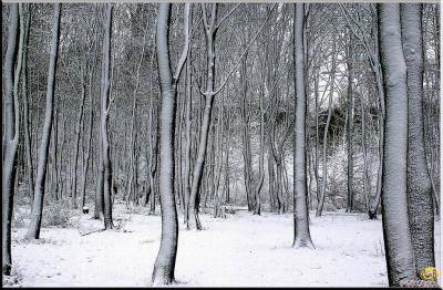 Neige_040103_04.jpg