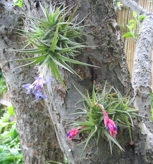 Flowering Tillandsias 2004