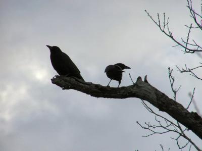 01-16 crow silhouette.jpg