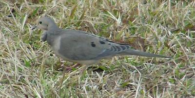 01-23 dove w-growth.jpg