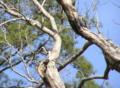 01-20 redhead in tree.jpg