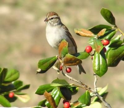01-23 chipping berries.jpg