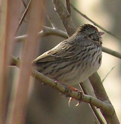 lincoln_sparrow