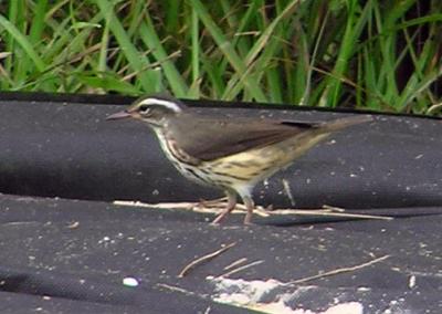 08-11-04 louisiana waterthrush1.jpg