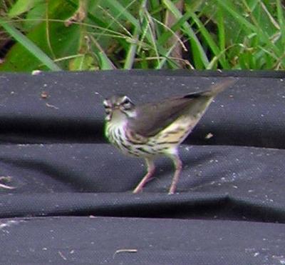 08-11-04 louisiana waterthrush2.jpg