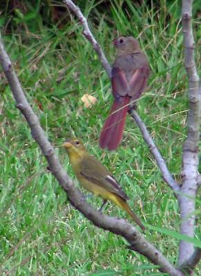 08-10-04 summer tanager female1.jpg