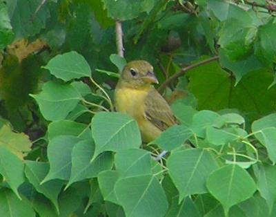 08-10-04 summer tanager female2.jpg