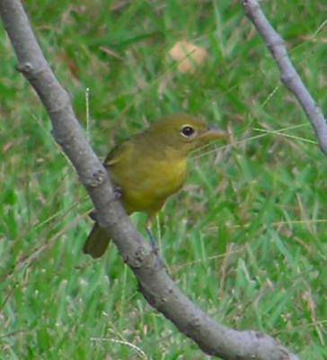 08-10-04 summer tanager female4.jpg