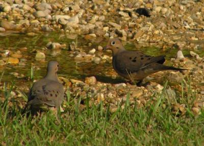 08-11-04 mourning doves1.jpg