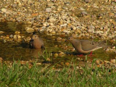 u39/tiffh/medium/32497114.081104mourningdoves2.jpg