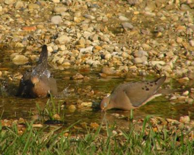 08-11-04 mourning doves3.jpg