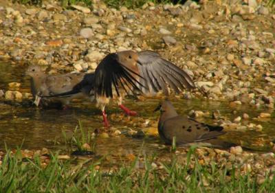 08-11-04 mourning doves4.jpg