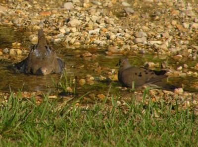08-11-04 mourning doves5.jpg