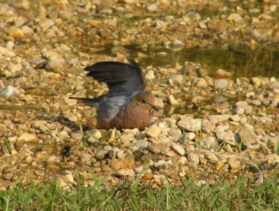 08-11-04 mourning doves6.jpg