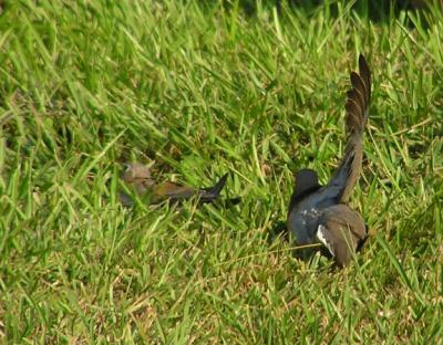 08-11-04 mourning doves7.jpg