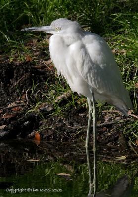 23538  Little Blue Heron juvennile