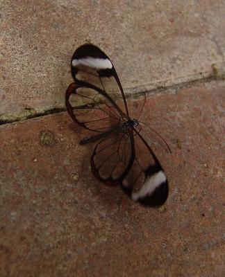 Ghost Butterfly