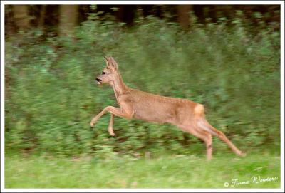 Roe-deers