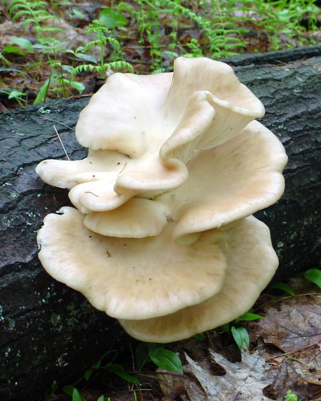 Pleurotus ostreatus