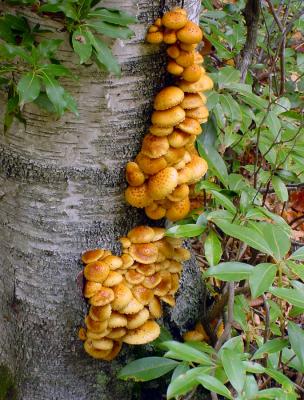 Pholiota sp.