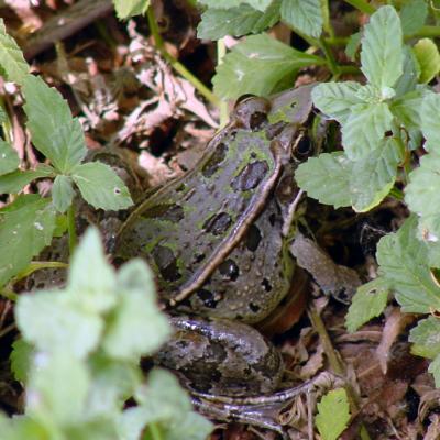 Rio Grande Leopard Frog - Lithobates berlandieri