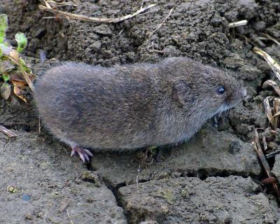 Meadow Vole - Microtus pennsylvanicus