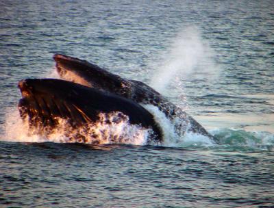 feeding Humpback Whale - Megaptera novaeangliae