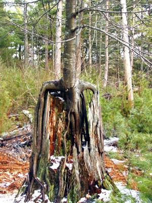 tree growing over a stump