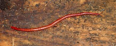 Soil Centipede - Strigamia bothriopus