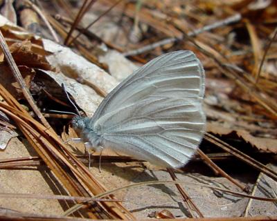 West Virginia White - Pieris virginiensis