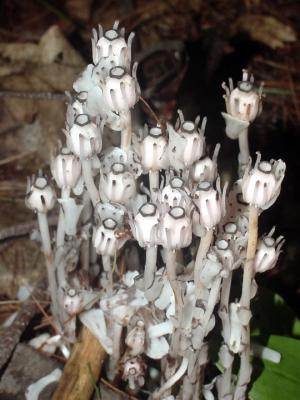 Monotropa uniflora - Indian Pipe