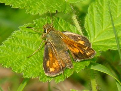 Common Branded Skipper - Hesperia comma