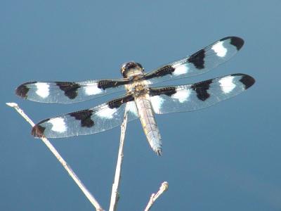 Twelve-spotted Skimmer - Libellula pulchella (male)