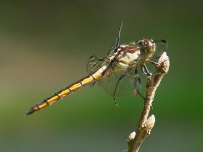 Slaty Skimmer - Libellula incesta (imm male)