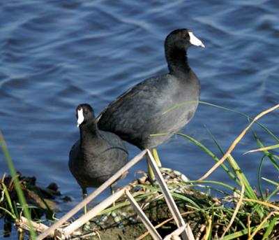 American Coot - Fulica americana