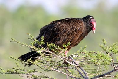 Turkey Vulture - Cathartes aura