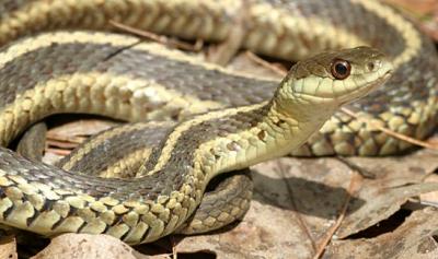 Garter Snake - Thamnophis sirtalis