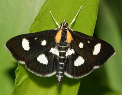 Pyraloidea  through  Pyralinae  Moths 4703 - 6088