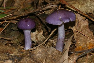 Cortinarius iodes