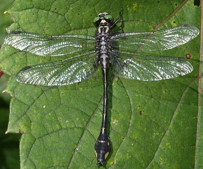 Cobra Clubtail - Gomphus vastus