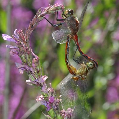 Ruby Meadowhawks mating - Sympetrum rubicundulum