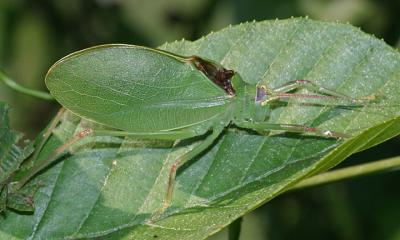 True Katydid - Pseudophyllinae - Pterophylla camellifolia (male)