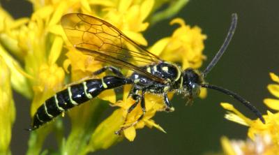 Myzinum sp. (male)